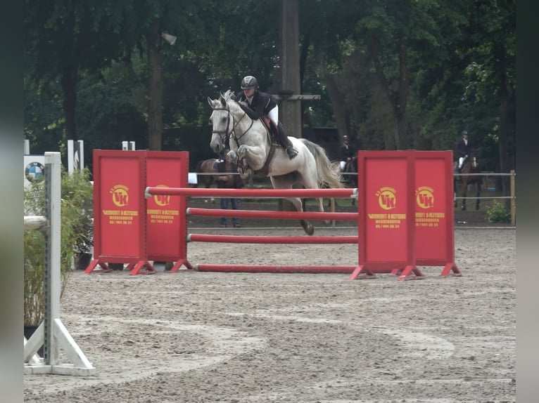Holsteiner Stute 13 Jahre 164 cm Schimmel in oppuurs