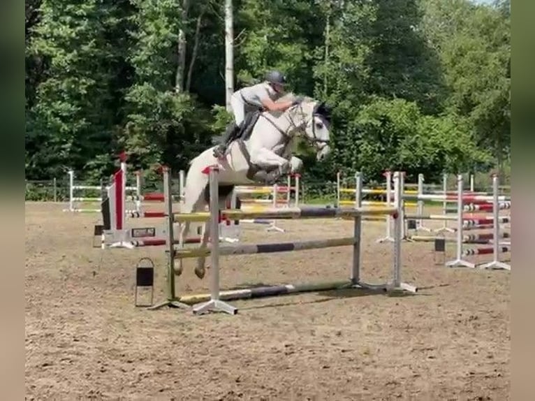 Holsteiner Stute 13 Jahre 164 cm Schimmel in oppuurs