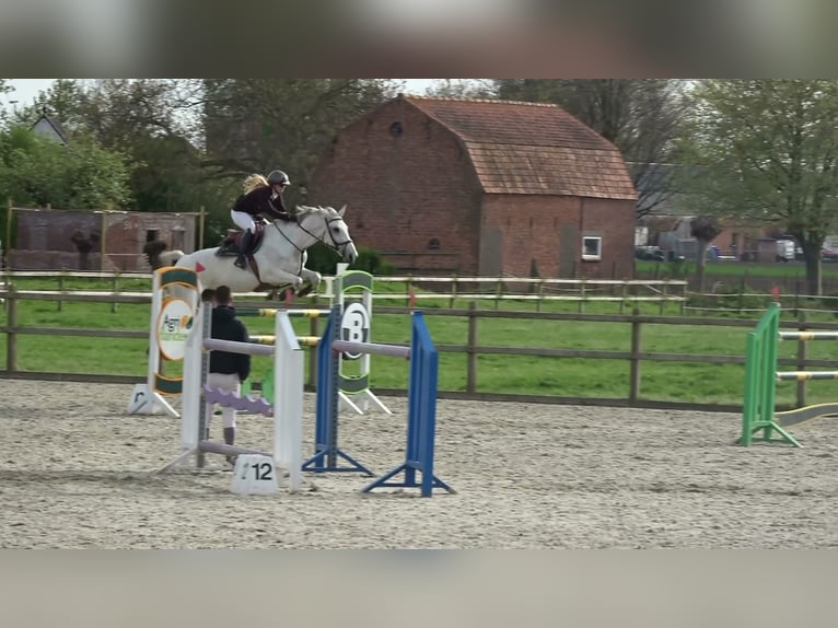 Holsteiner Stute 13 Jahre 164 cm Schimmel in oppuurs