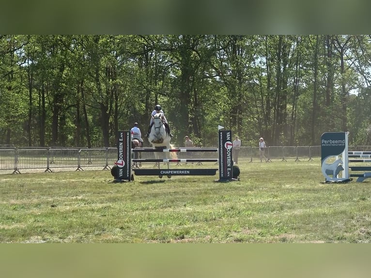 Holsteiner Stute 13 Jahre 164 cm Schimmel in oppuurs