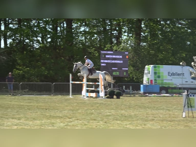 Holsteiner Stute 13 Jahre 164 cm Schimmel in oppuurs