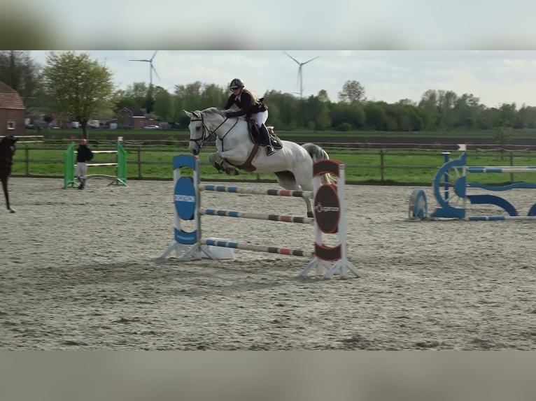 Holsteiner Stute 13 Jahre 164 cm Schimmel in oppuurs