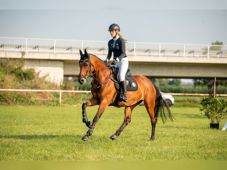 Holsteiner Stute 13 Jahre 165 cm Brauner in Aying