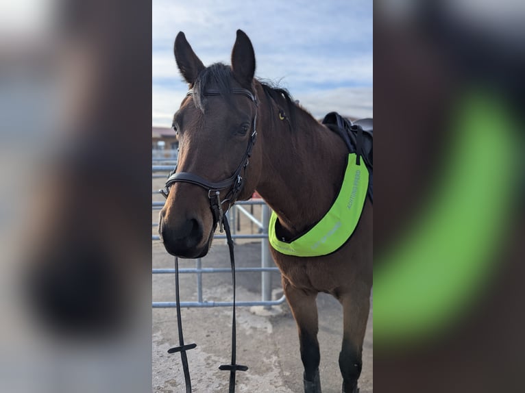 Holsteiner Stute 13 Jahre 165 cm Brauner in Aying