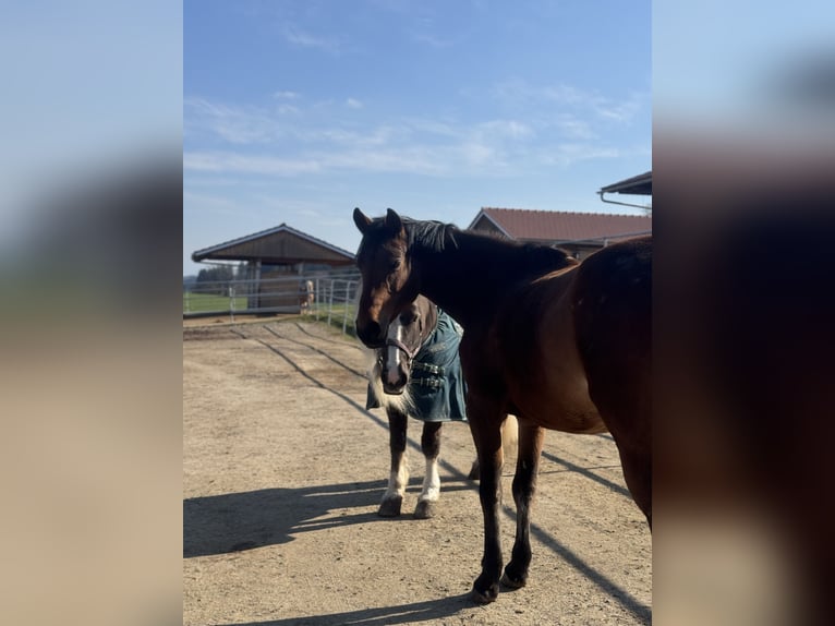 Holsteiner Stute 13 Jahre 165 cm Brauner in Aying