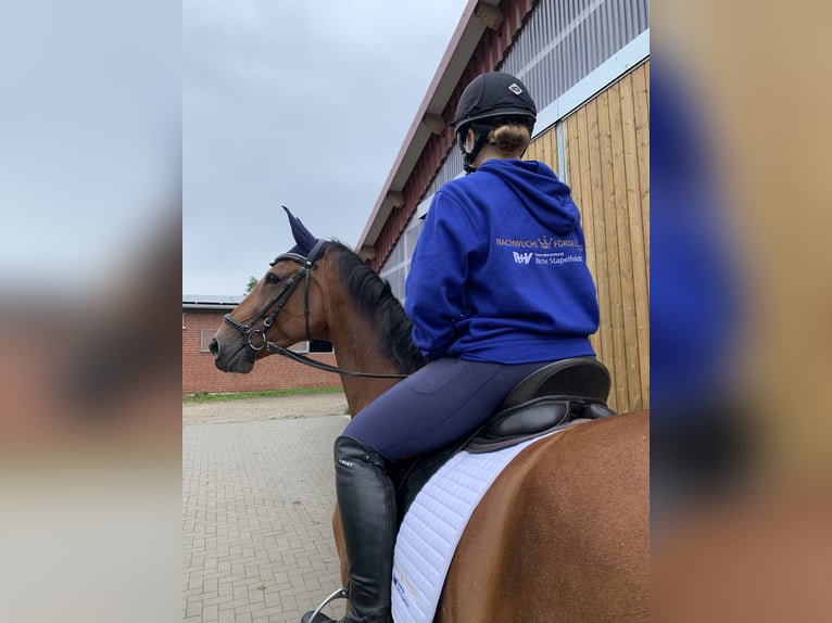 Holsteiner Stute 13 Jahre 165 cm Brauner in Badendorf