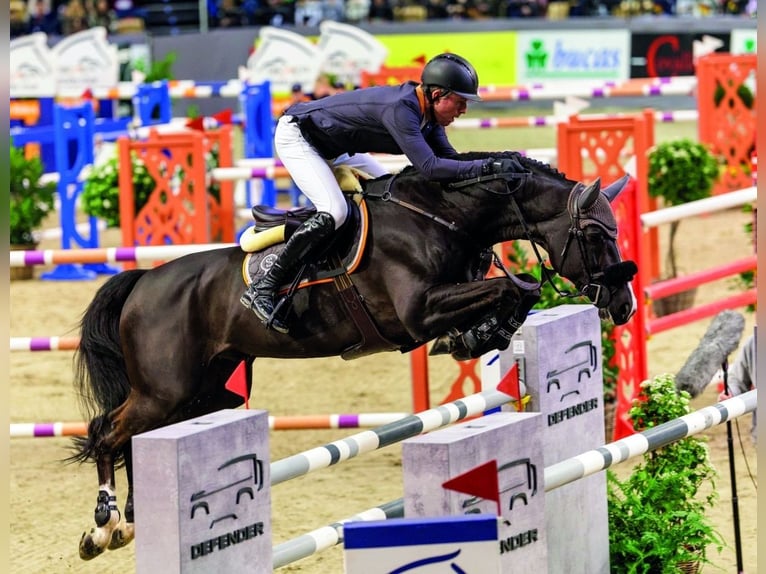 Holsteiner Stute 13 Jahre 166 cm Dunkelbrauner in Viersen