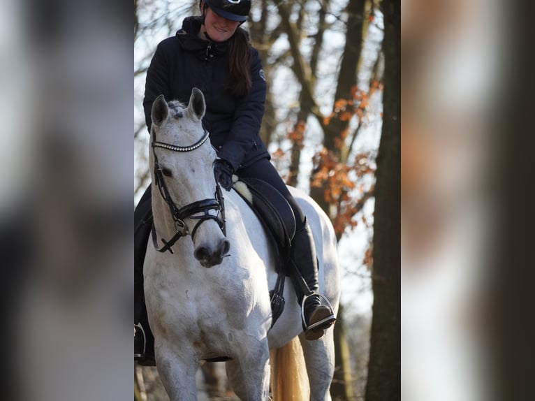 Holsteiner Stute 13 Jahre 168 cm Schimmel in Nettersheim