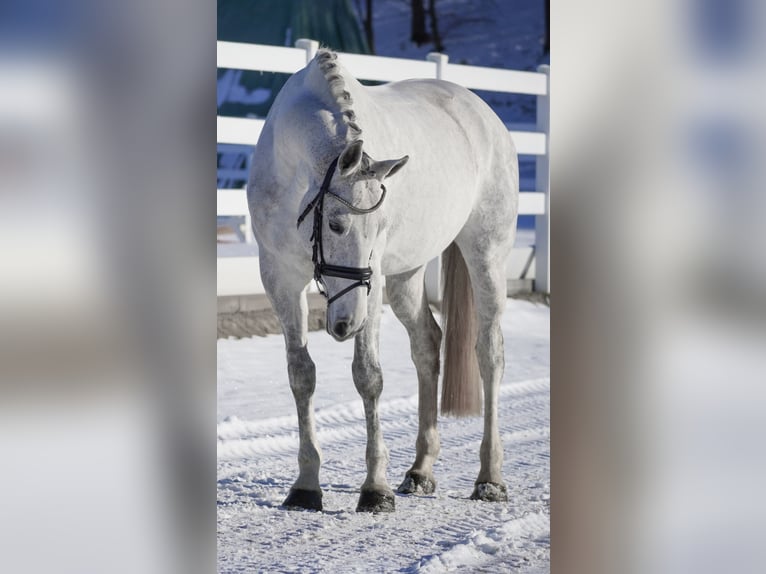 Holsteiner Stute 13 Jahre 168 cm Schimmel in Nettersheim