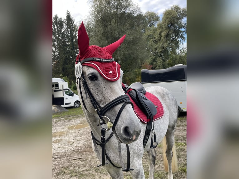 Holsteiner Stute 13 Jahre 168 cm Schimmel in Ulm