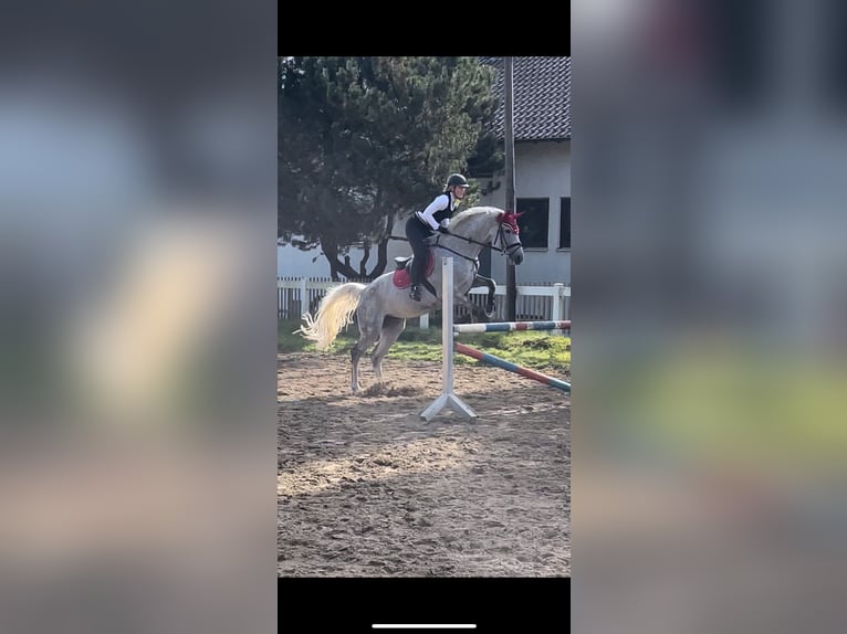Holsteiner Stute 13 Jahre 168 cm Schimmel in Ulm