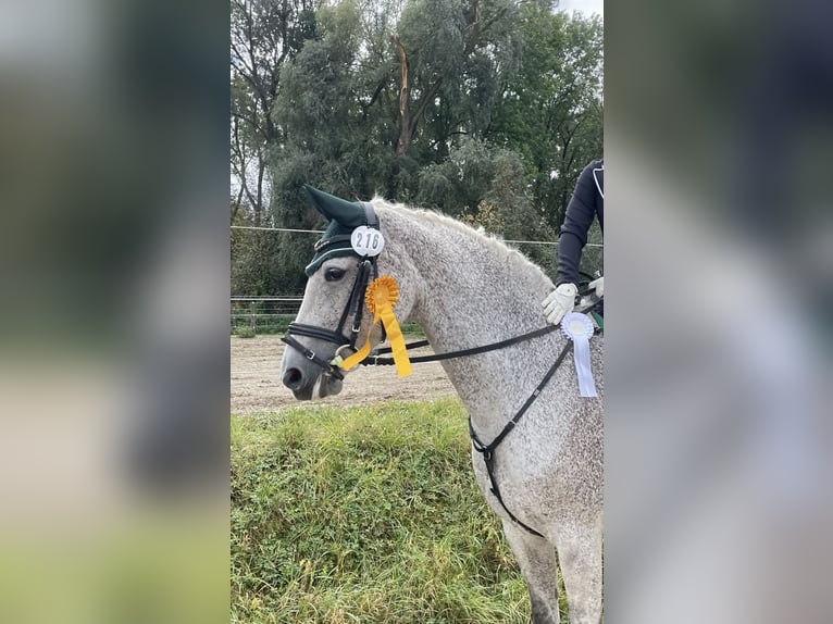 Holsteiner Stute 13 Jahre 168 cm Schimmel in Ulm