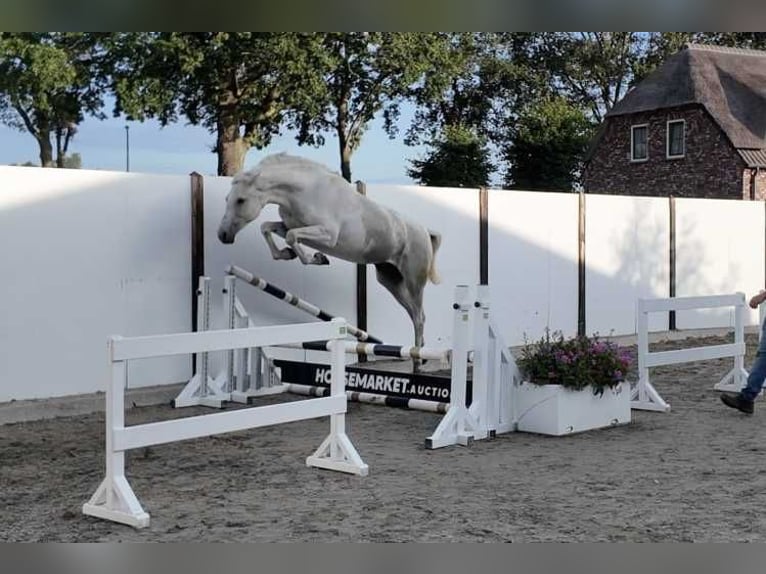 Holsteiner Stute 13 Jahre 168 cm Schimmel in Waddinxveen