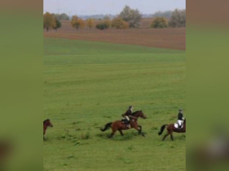Holsteiner Stute 13 Jahre 169 cm Brauner in Fensterbach