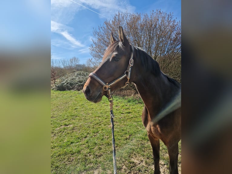 Holsteiner Stute 13 Jahre 170 cm Dunkelbrauner in Modautal
