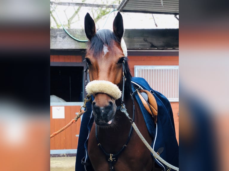 Holsteiner Stute 13 Jahre 172 cm Brauner in M&#xFC;nchen
