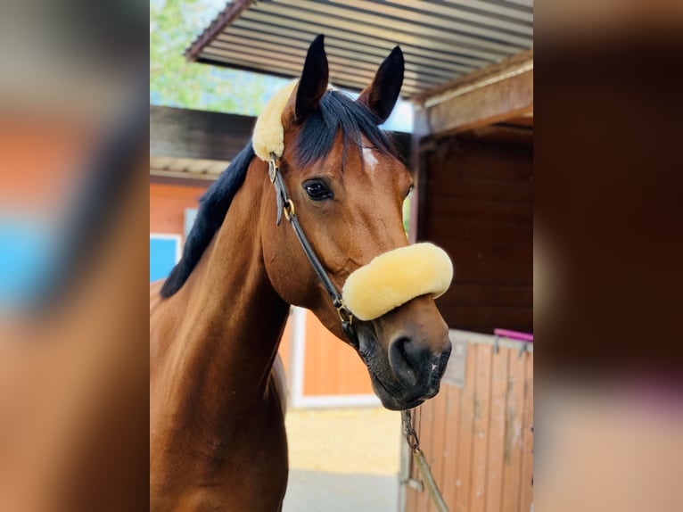 Holsteiner Stute 13 Jahre 172 cm Brauner in M&#xFC;nchen