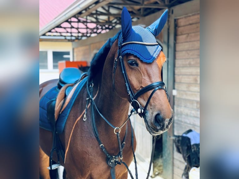 Holsteiner Stute 13 Jahre 172 cm Brauner in M&#xFC;nchen