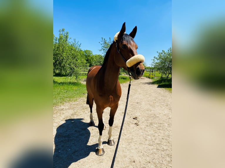 Holsteiner Stute 13 Jahre 172 cm Brauner in M&#xFC;nchen