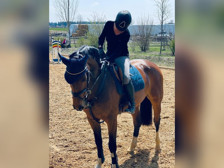 Holsteiner Stute 13 Jahre 172 cm Brauner in M&#xFC;nchen