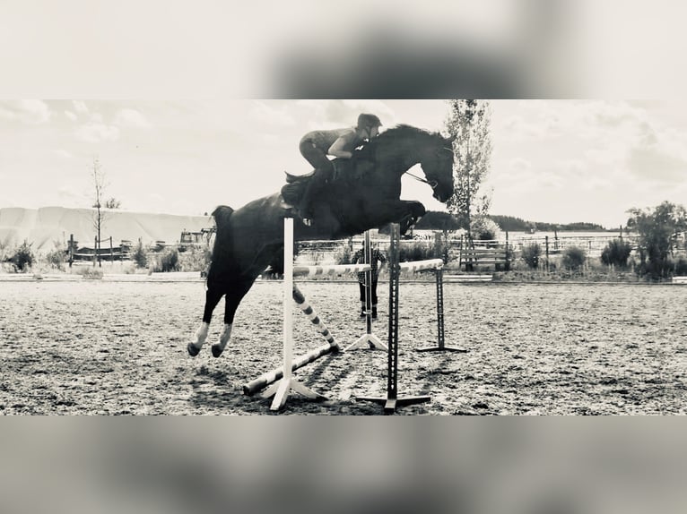 Holsteiner Stute 13 Jahre 172 cm Brauner in M&#xFC;nchen