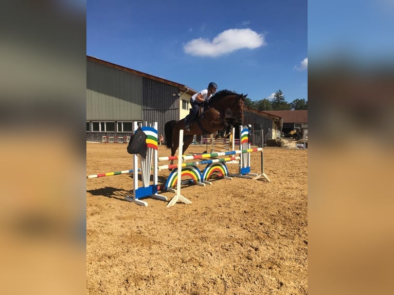Holsteiner Stute 13 Jahre 172 cm Brauner in M&#xFC;nchen