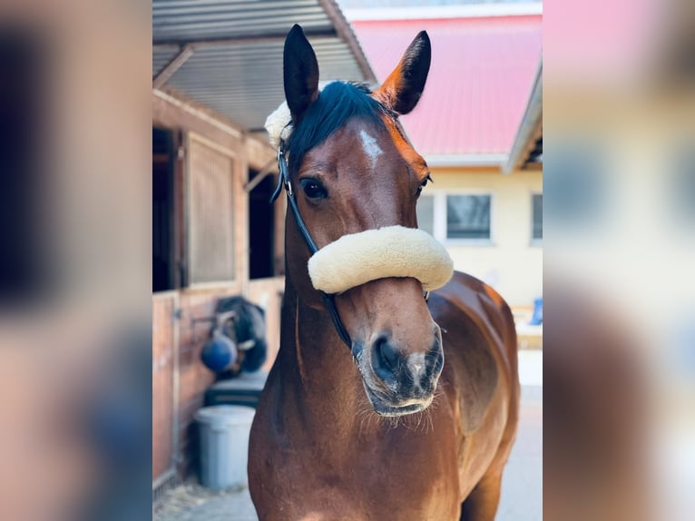 Holsteiner Stute 13 Jahre 172 cm Brauner in M&#xFC;nchen