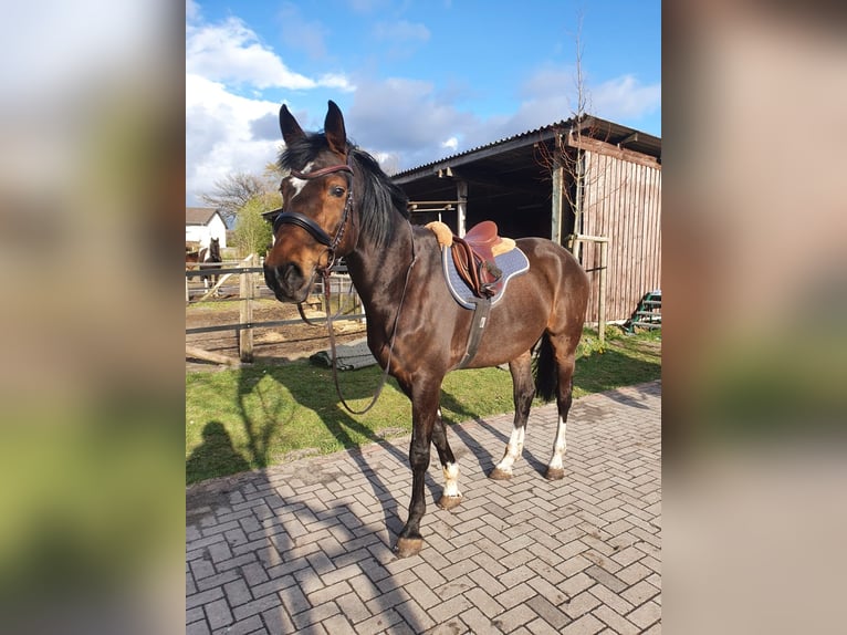 Holsteiner Mix Stute 13 Jahre 172 cm Brauner in Bissendorf