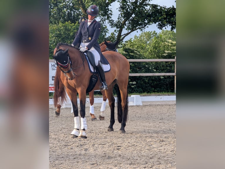 Holsteiner Stute 13 Jahre 172 cm Dunkelbrauner in Ladelund