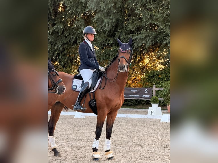 Holsteiner Stute 13 Jahre 172 cm Dunkelbrauner in Ladelund