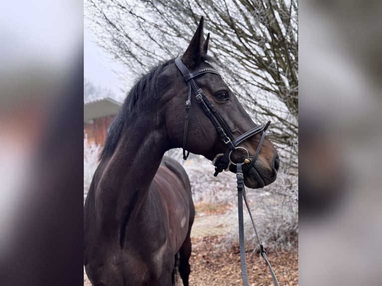 Holsteiner Stute 13 Jahre 172 cm in Mainburg