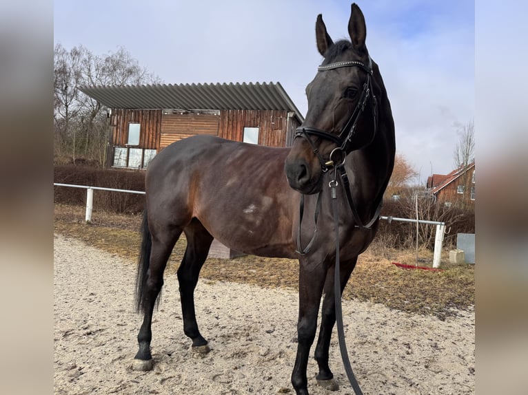 Holsteiner Stute 13 Jahre 172 cm  in Mainburg