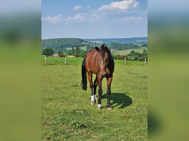 Holsteiner Stute 13 Jahre 173 cm in Erftstadt