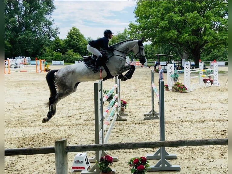Holsteiner Stute 13 Jahre 174 cm Schimmel in Delbrück