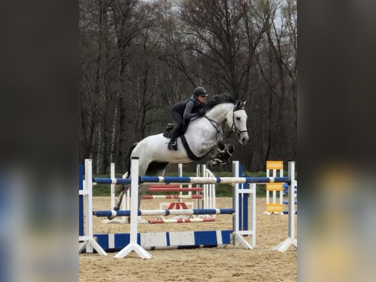 Holsteiner Stute 13 Jahre 174 cm Schimmel in Delbrück