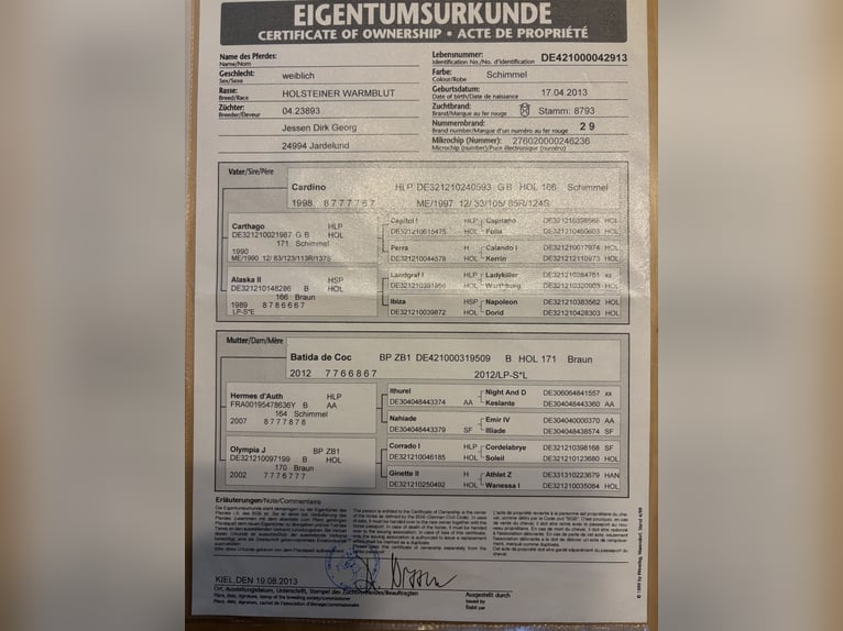 Holsteiner Stute 13 Jahre 175 cm Schimmel in Jardelund