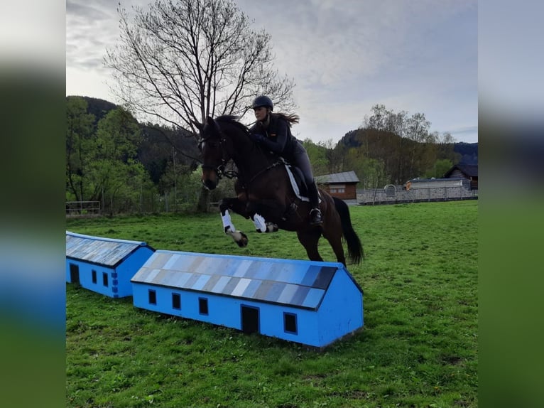 Holsteiner Stute 14 Jahre 160 cm Brauner in Puch bei Weiz