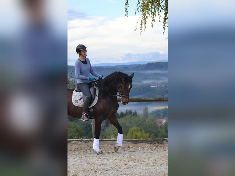 Holsteiner Stute 14 Jahre 160 cm Brauner in Puch bei Weiz