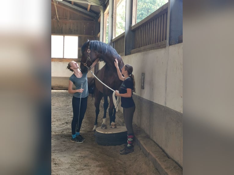 Holsteiner Stute 14 Jahre 160 cm Brauner in Puch bei Weiz