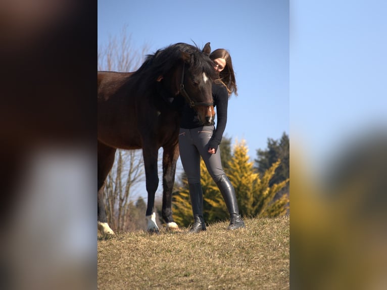 Holsteiner Stute 14 Jahre 160 cm Brauner in Puch bei Weiz