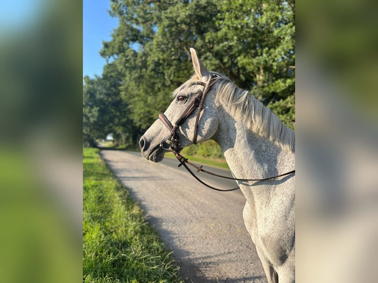 Holsteiner Stute 14 Jahre 160 cm Schimmel in Walsrode