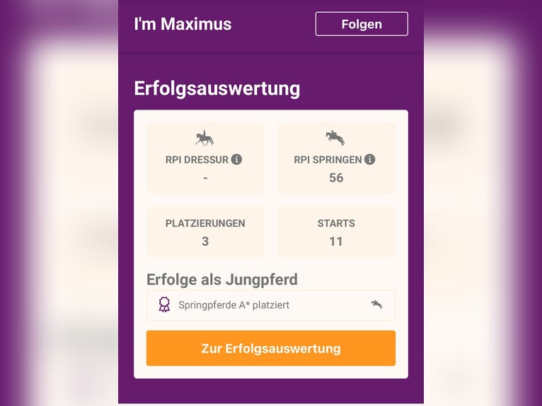 Holsteiner Stute 14 Jahre 163 cm Brauner in Neuenkirchen