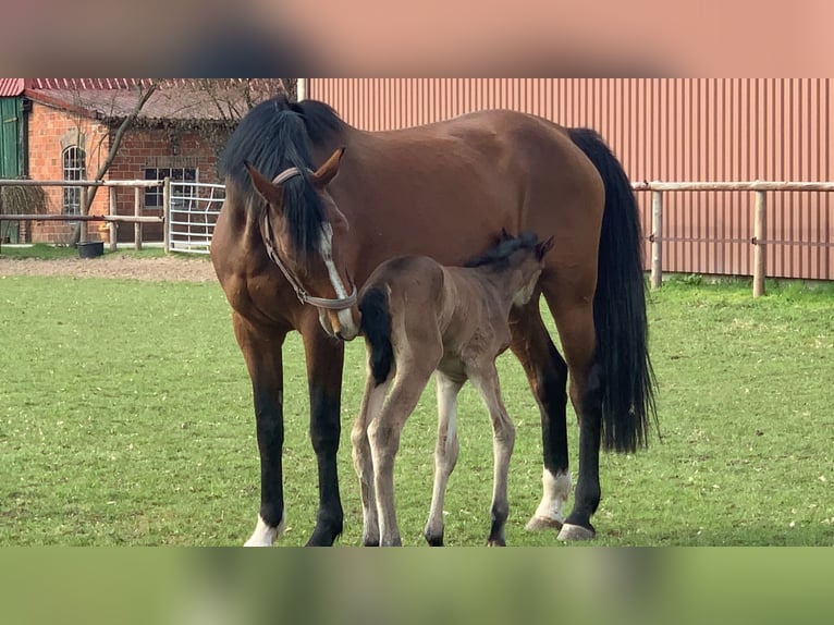Holsteiner Stute 14 Jahre 163 cm Brauner in Neuenkirchen