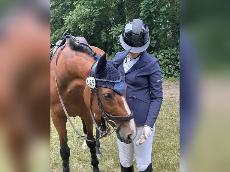Holsteiner Stute 14 Jahre 163 cm Brauner in Neuenkirchen
