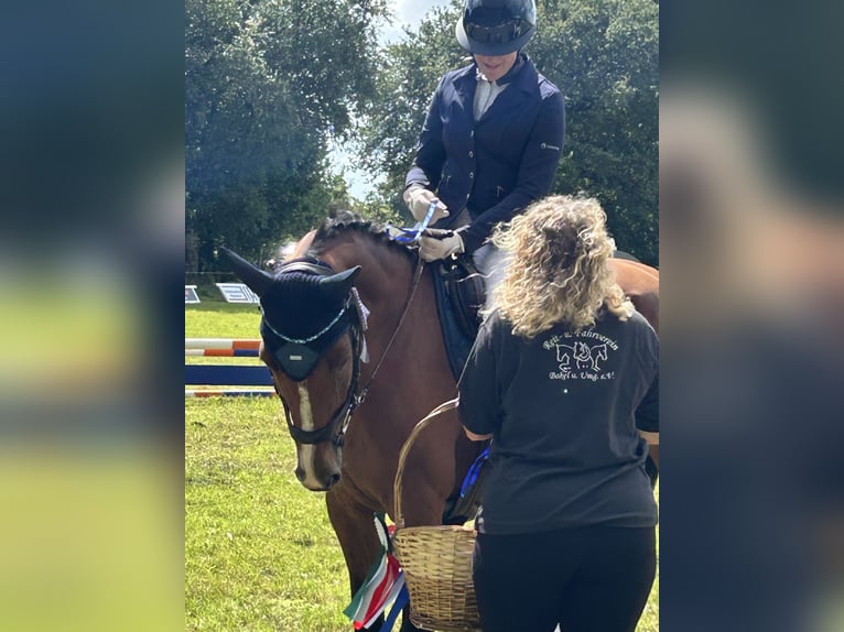 Holsteiner Stute 14 Jahre 163 cm Brauner in Neuenkirchen