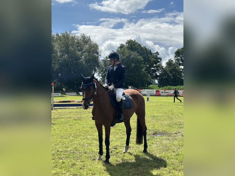 Holsteiner Stute 14 Jahre 163 cm Brauner in Neuenkirchen
