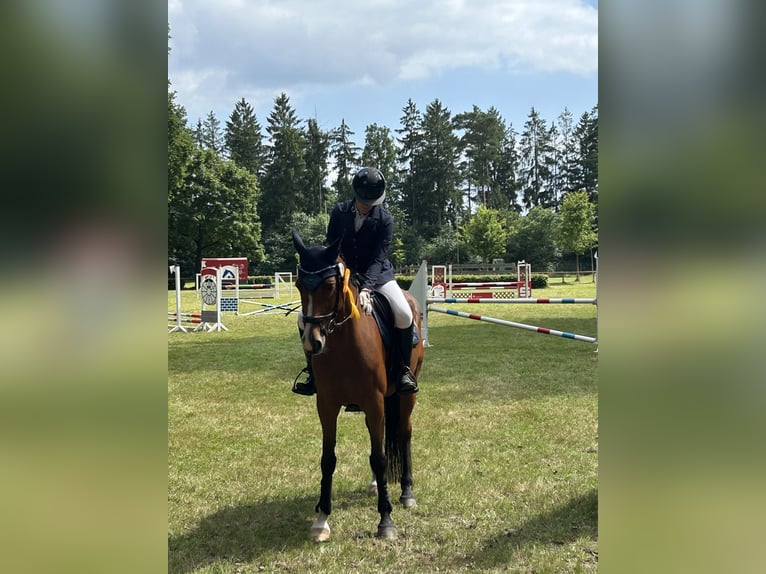 Holsteiner Stute 14 Jahre 163 cm Brauner in Neuenkirchen