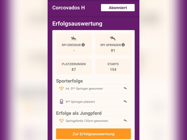 Holsteiner Stute 14 Jahre 163 cm Brauner in Neuenkirchen