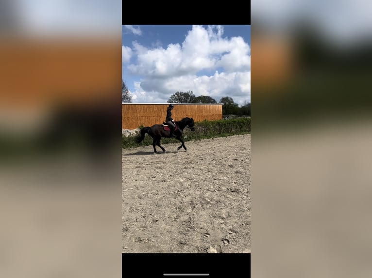 Holsteiner Stute 14 Jahre 164 cm Schwarzbrauner in Heidgraben