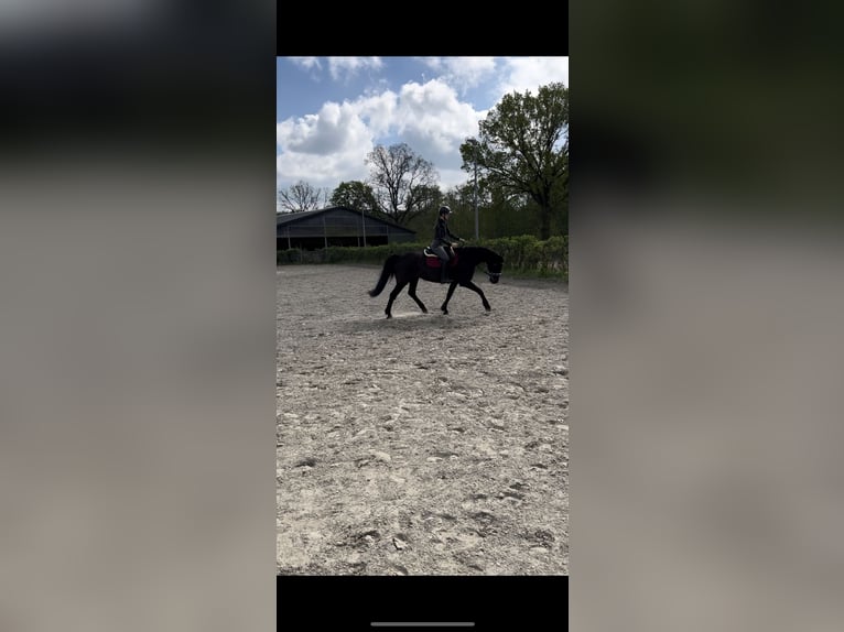 Holsteiner Stute 14 Jahre 164 cm Schwarzbrauner in Heidgraben